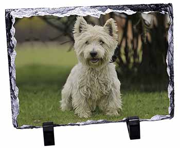 West Highland Terrier Dog, Stunning Photo Slate