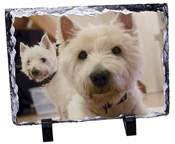 West Highland Terrier Dogs, Stunning Photo Slate