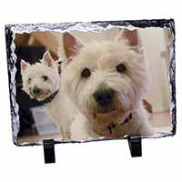 West Highland Terrier Dogs, Stunning Photo Slate