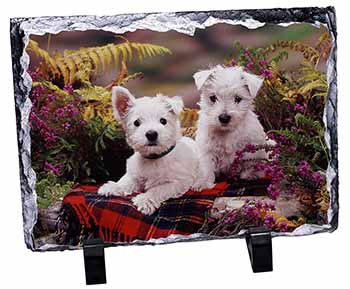 West Highland Terriers, Stunning Photo Slate