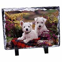 West Highland Terriers, Stunning Photo Slate