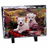 West Highland Terriers 