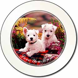 West Highland Terriers 