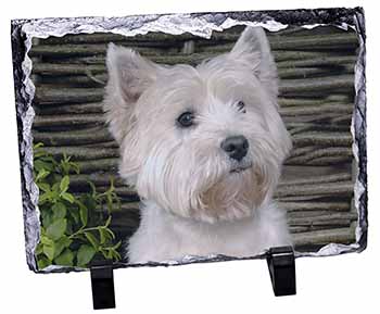 West Highland Terrier Dog, Stunning Photo Slate