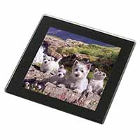 West Highland Terrier Dogs Black Rim High Quality Glass Coaster