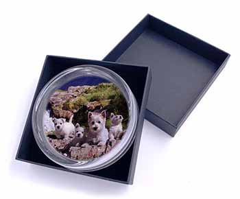 West Highland Terrier Dogs Glass Paperweight in Gift Box