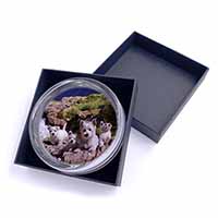 West Highland Terrier Dogs Glass Paperweight in Gift Box