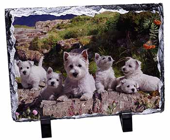 West Highland Terrier Dogs, Stunning Photo Slate