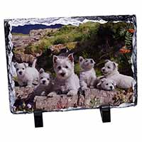 West Highland Terrier Dogs, Stunning Photo Slate