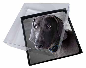 4x Weimaraner Dog  Picture Table Coasters Set in Gift Box
