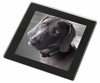 Weimaraner Dog  Black Rim High Quality Glass Coaster