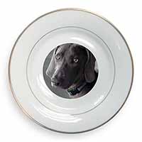 Weimaraner Dog  Gold Rim Plate Printed Full Colour in Gift Box