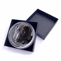 Weimaraner Dog  Glass Paperweight in Gift Box