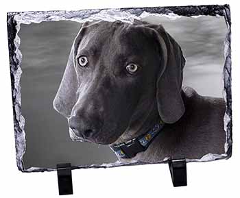 Weimaraner Dog , Stunning Photo Slate