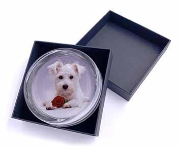 West Highland Terrier with Rose Glass Paperweight in Gift Box