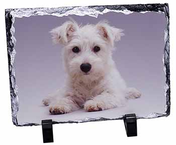 West Highland Terrier Dog, Stunning Photo Slate