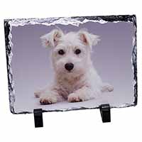 West Highland Terrier Dog, Stunning Photo Slate