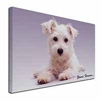 West Highland Terrier 