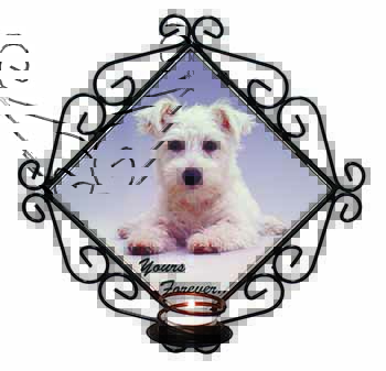 West Highland Terrier 
