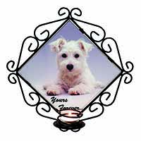 West Highland Terrier 