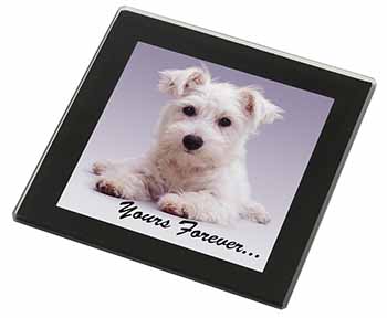 West Highland Terrier 