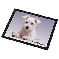 West Highland Terrier 