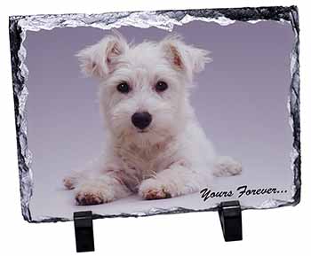 West Highland Terrier 