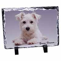 West Highland Terrier 