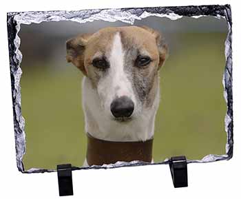 Whippet Dog, Stunning Photo Slate