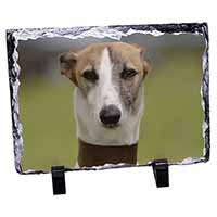 Whippet Dog, Stunning Animal Photo Slate