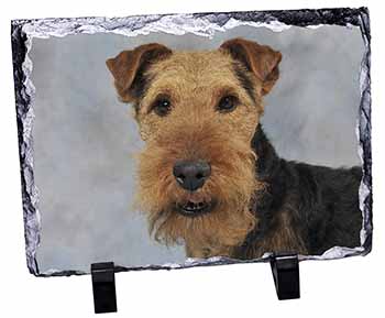 Welsh Terrier Dog, Stunning Photo Slate