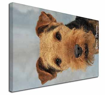 Welsh Terrier 