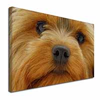 Yorkshire Terrier Dog Canvas X-Large 30"x20" Wall Art Print