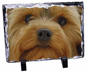 Yorkshire Terrier Dog, Stunning Photo Slate