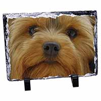 Yorkshire Terrier Dog, Stunning Photo Slate