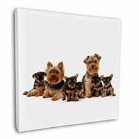 Yorkshire Terrier Dogs Square Canvas 12"x12" Wall Art Picture Print