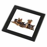 Yorkshire Terrier Dogs Black Rim High Quality Glass Coaster