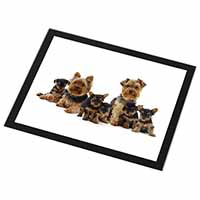 Yorkshire Terrier Dogs Black Rim High Quality Glass Placemat