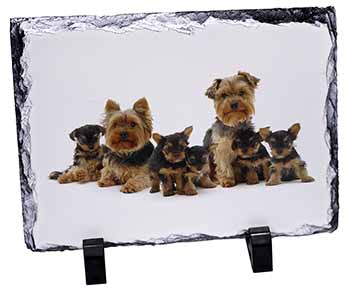 Yorkshire Terrier Dogs, Stunning Photo Slate