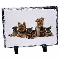 Yorkshire Terrier Dogs, Stunning Photo Slate