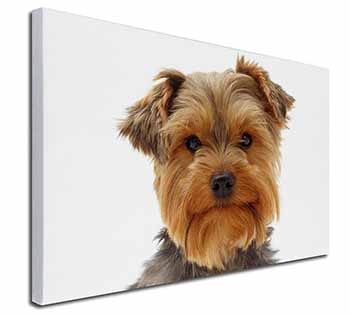 Cute Yorkshire Terrier Dog Canvas X-Large 30"x20" Wall Art Print