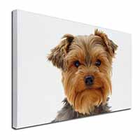 Cute Yorkshire Terrier Dog Canvas X-Large 30"x20" Wall Art Print