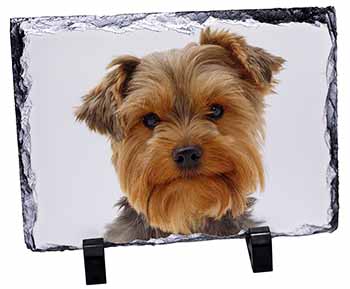 Cute Yorkshire Terrier Dog, Stunning Photo Slate