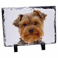 Cute Yorkshire Terrier Dog, Stunning Photo Slate