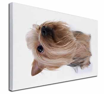 Yorkshire Terrier Canvas X-Large 30"x20" Wall Art Print