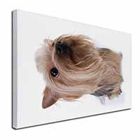 Yorkshire Terrier Canvas X-Large 30"x20" Wall Art Print