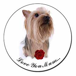 Yorkie+Rose 