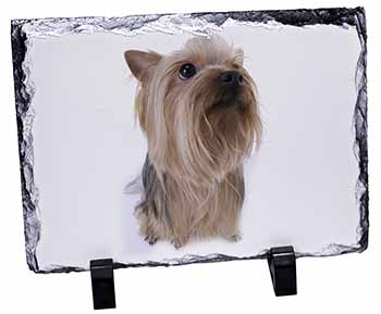 Yorkshire Terrier, Stunning Photo Slate