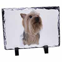 Yorkshire Terrier, Stunning Photo Slate