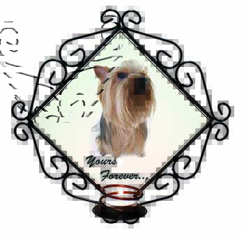Yorkie 